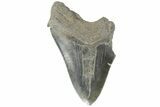 Partial, Fossil Megalodon Tooth - South Carolina #168335-1